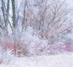 ICE STORM - LONG POINT MARSH