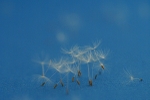 Blue Parachutes