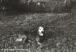 Pets and People portfolio