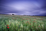 Poppy Evening