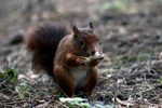 Red Squirrel
