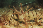 Macropodia sp.