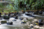 Beside the Brook