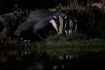 Badger Feed Time