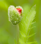 Emerging Poppy