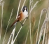 Male Bearded Tit