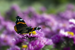 Red Admiral Butterfly - 7198
