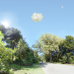 Finis -Arboretum May 2020    Title: The earth above, the the sky below