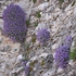 Gargano Aubretia (Aubretia columnae ssp italica) 