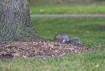 Nuts!