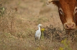 Cattle Egret