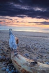 Findorn driftwood