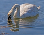 Swan Snack 11 x 14