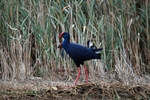 Western Purple Swamphen
