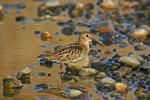 Dunlin