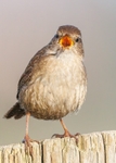 Wren