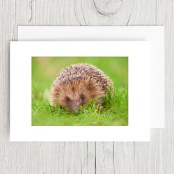 Hedgehog