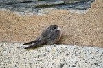 Crag Martin