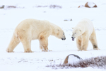 Male Polar Bear stand-off, Churchill, Canada