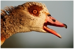 Egyptian Goose