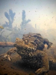 Common toads spawning underwater in a Bristol pond.