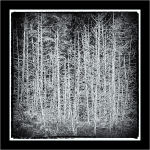 TREES WEEK #30