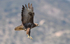 Common buzzard