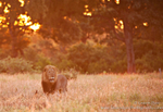 Lion at sunrise