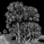 Palms