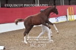 JAC_5757