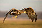 White-tailed Eagle