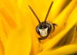 Hyaleus hyalinatus (m)