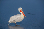 Dalmatian Pelican