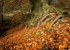 Beech Litter