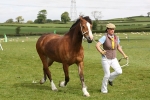 Morecambe Bay Riding Club May 2012 - In Hand portfolio