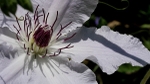 Clematis Shadows