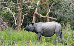 Rhino