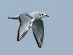 Bonaparte's Gull (1st summer) flying, Farmoor