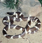 Calif. King Snake - USA