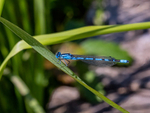 Common Blue Damselfly