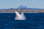 0A3A4287. Breach with Mt Warning 4