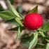 Butcher's broom (Ruscus aculeatus)