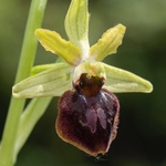 Ophrys sphegodes ssp majellensis (Ophrys passionis ssp majellensis) 