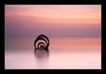 Pink Shell