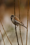 Reed Bunting -Emberiza schoeniclus RPNP0656