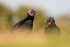 American Black Vultures, low angle - Viera Wetlands, Florida