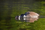 Canada Goose