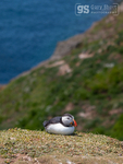 Puffin resting on Skomer Island