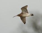 Eurasian Curlew