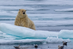 Polar Bear 1